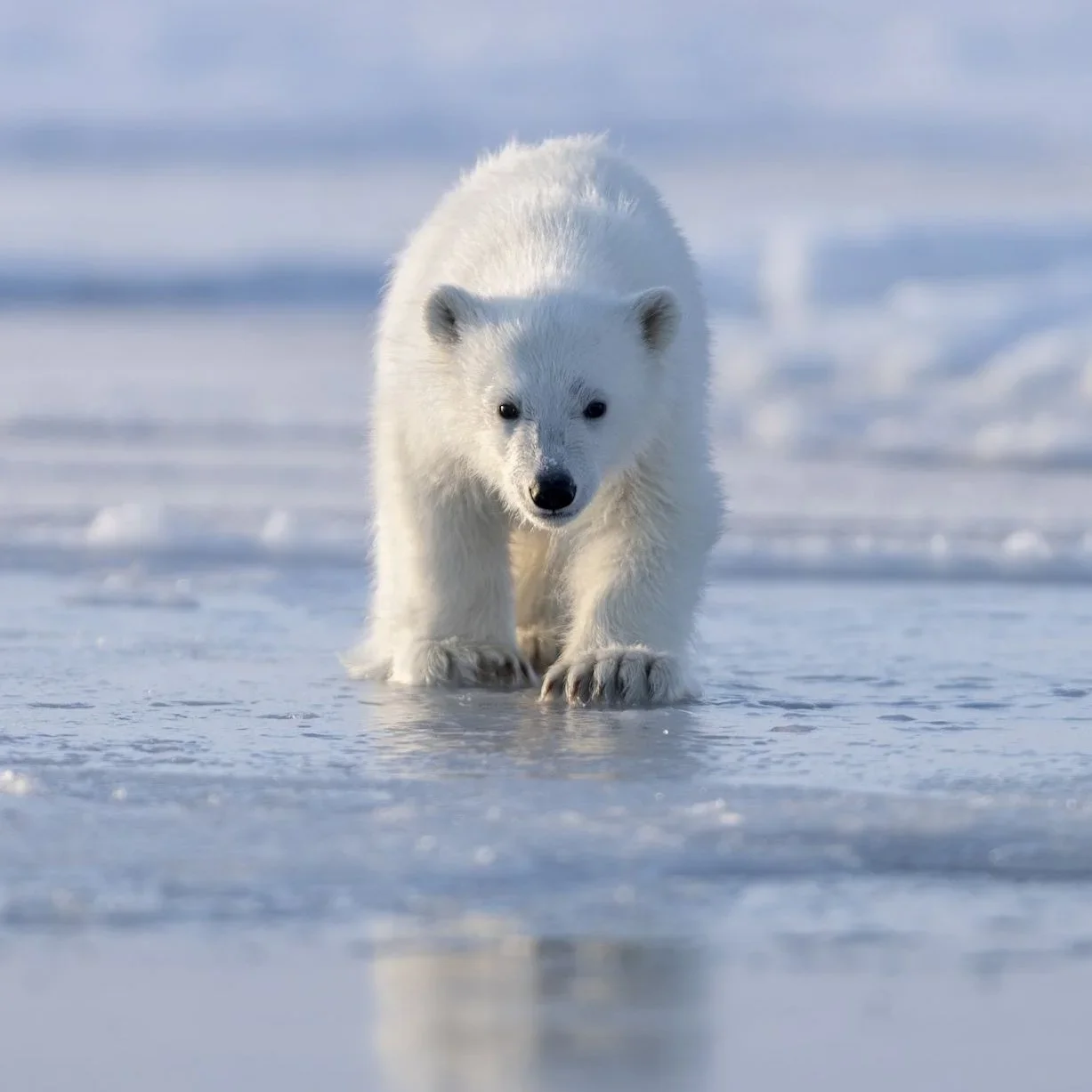 Norway’s Polar Bears Are Getting Fatter Despite Rapid Sea‑Ice Loss