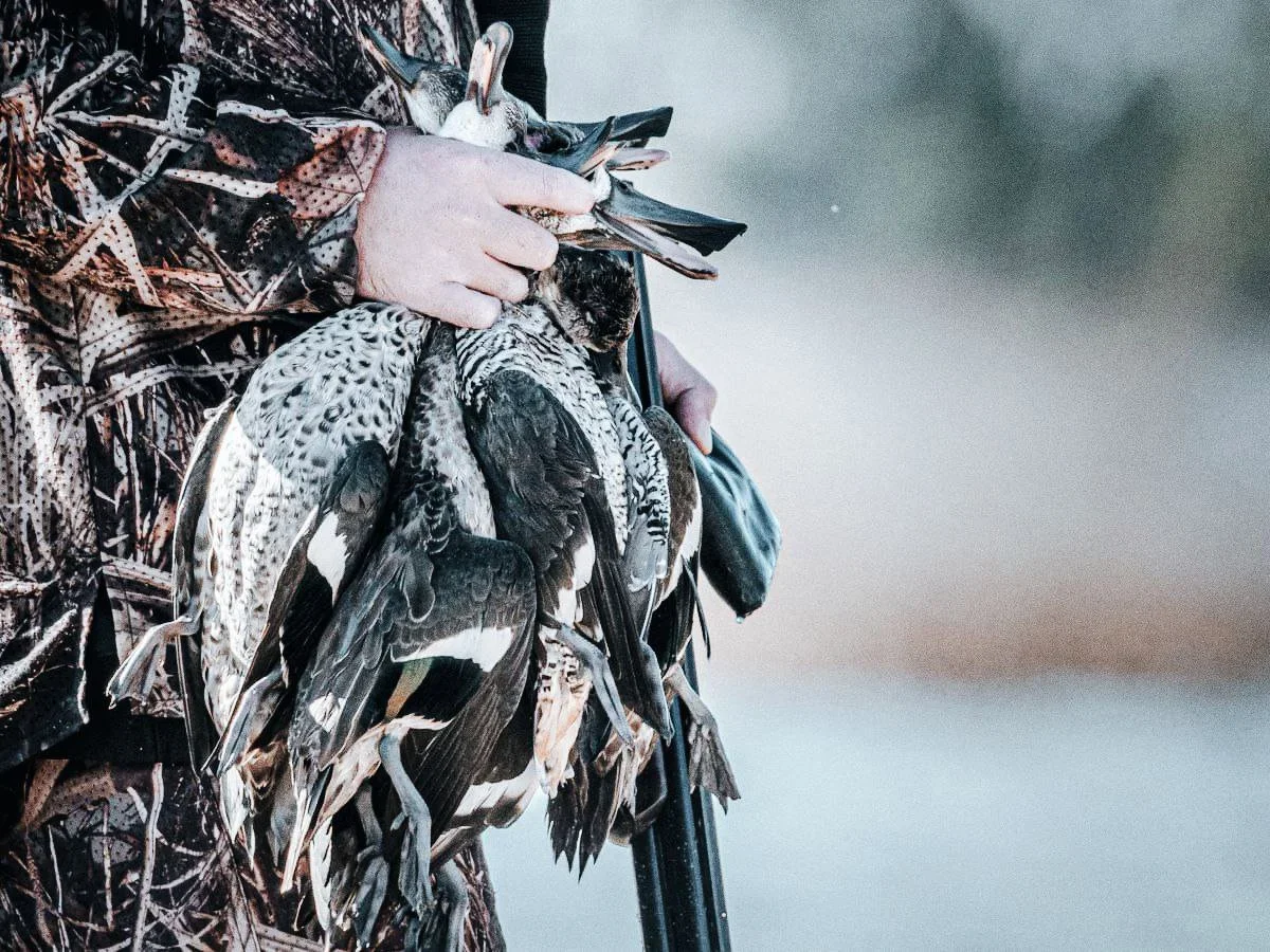 2025 Victorian Game Bird Harvest Report: Record Numbers, Stricter Compliance for Hunters