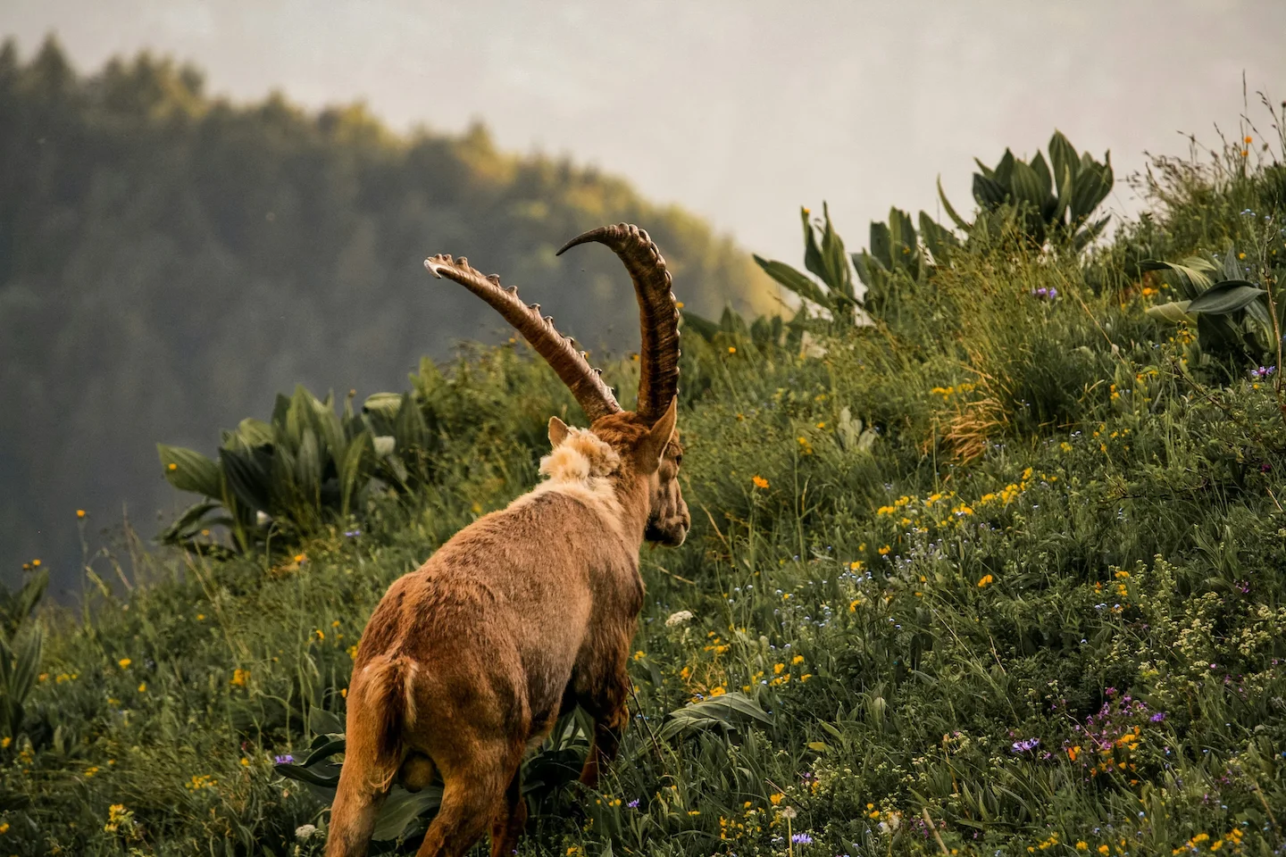 Hunters Remove Over 30,000 Wild Goats in New Zealand