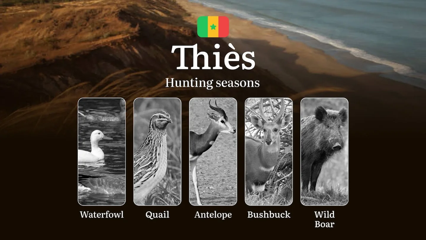 Hunting Seasons in the THIÈS Region: Time and Dates, Natural features, National hunting license, Tips on Tactics for Hun…