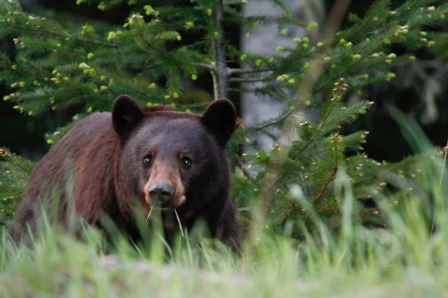 Colombie-Britannique: consultation publique sur une extension de la saison de chasse à l'ours