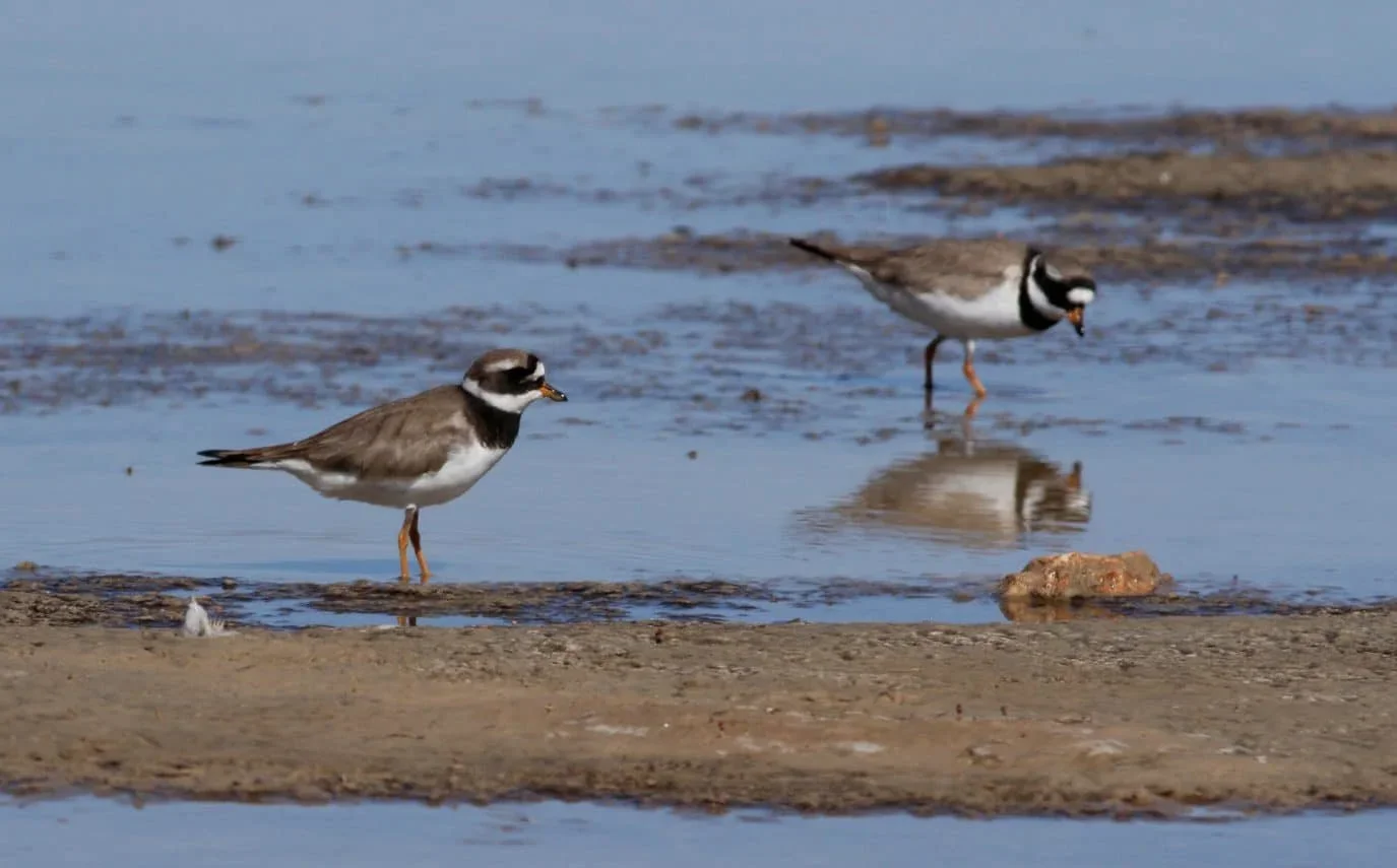 Hunting in the Moulouya River Wetlands: A guide for hunters. Explore the rich biodiversity and unique hunting opportunit…