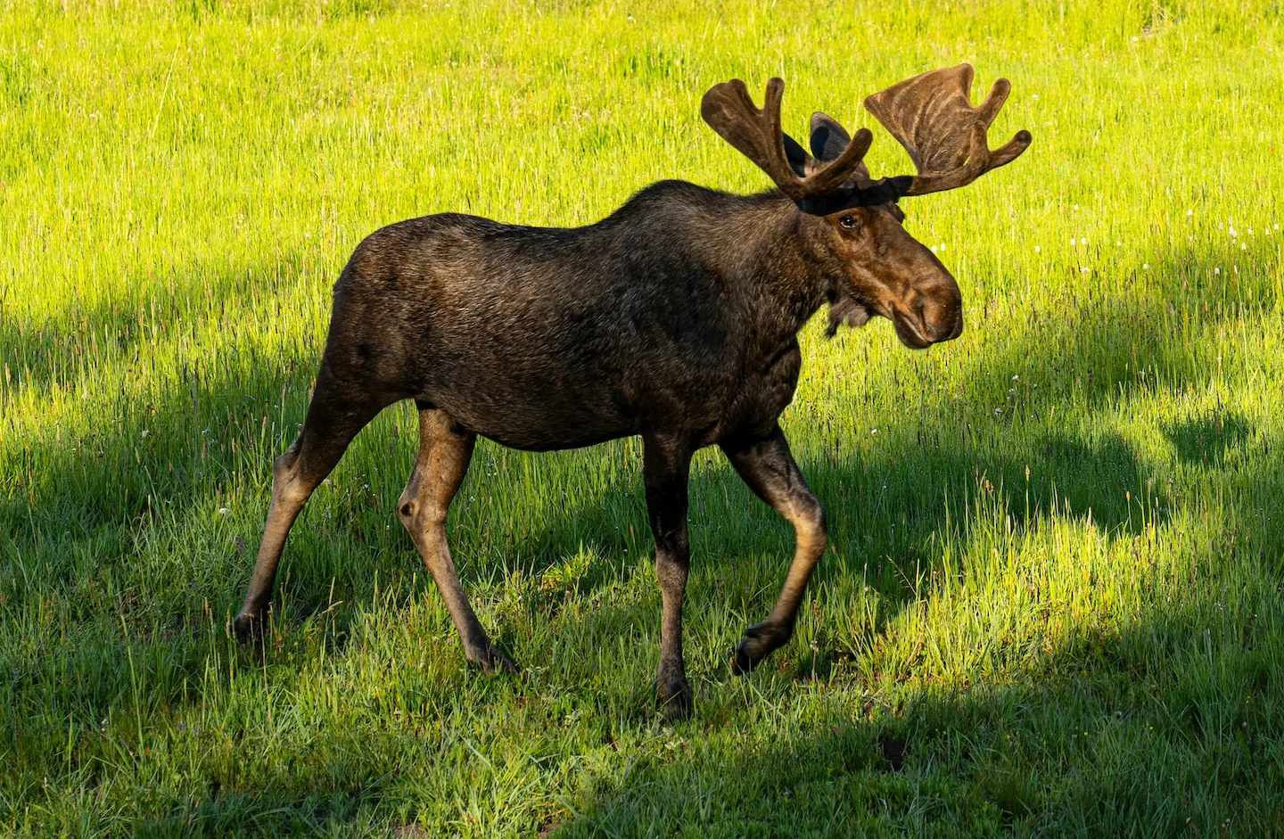 Illegal Moose Hunting in Ontario: Orillia and Ramara Men Plead Guilty, Fined Thousands