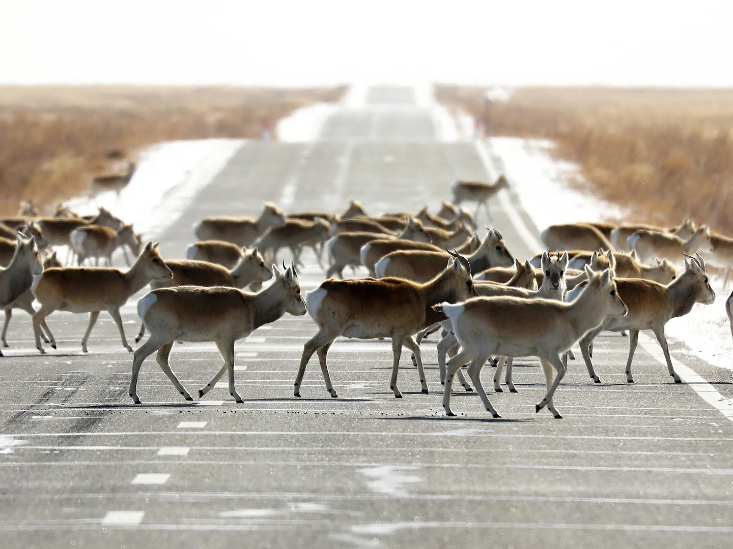 Photo of Mongoolse gazelle (Procapra gutturosa)