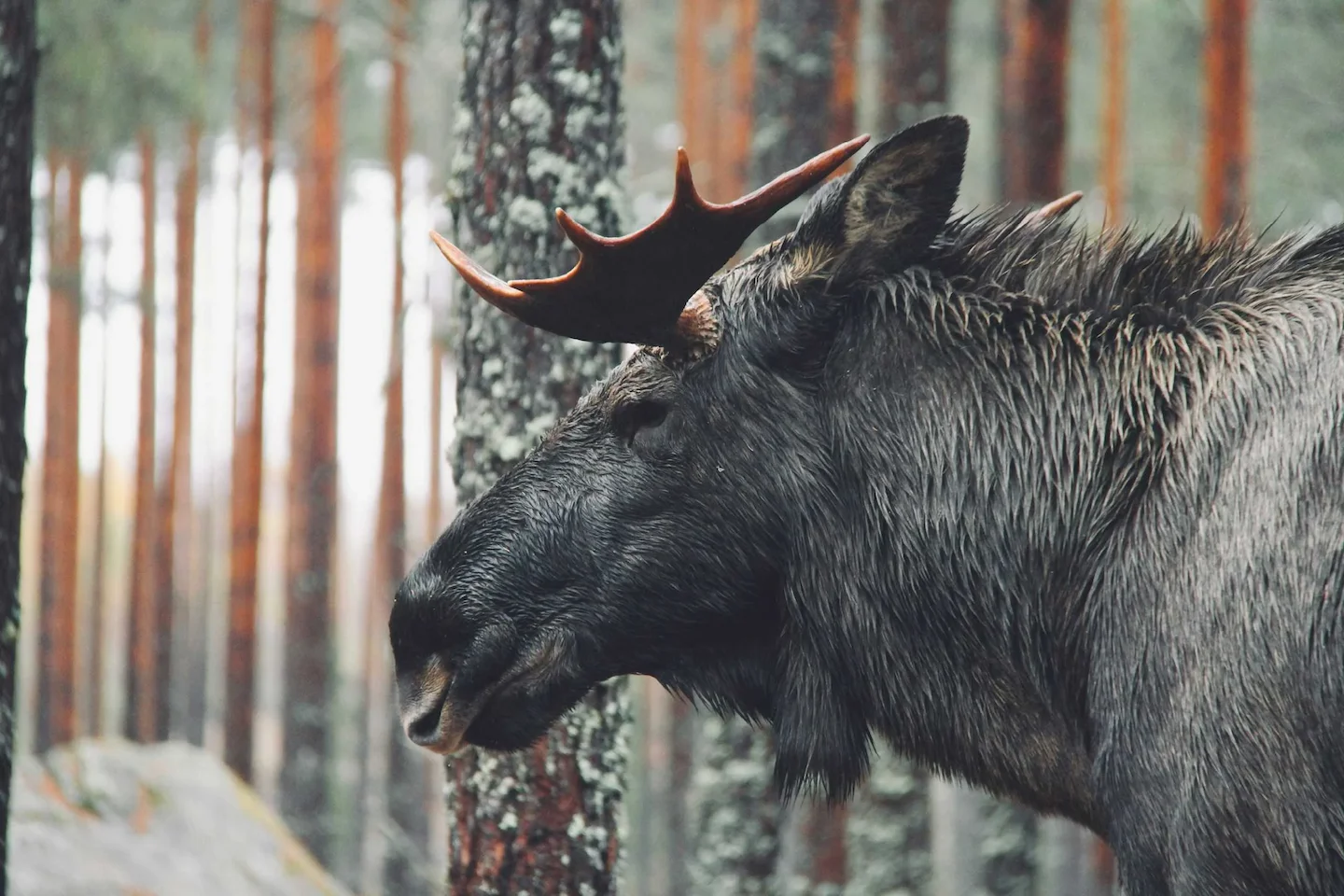 U.S. Man Fined Nearly $29,000, Receives 10-Year Ontario Hunting Ban for Illegal Moose Kill