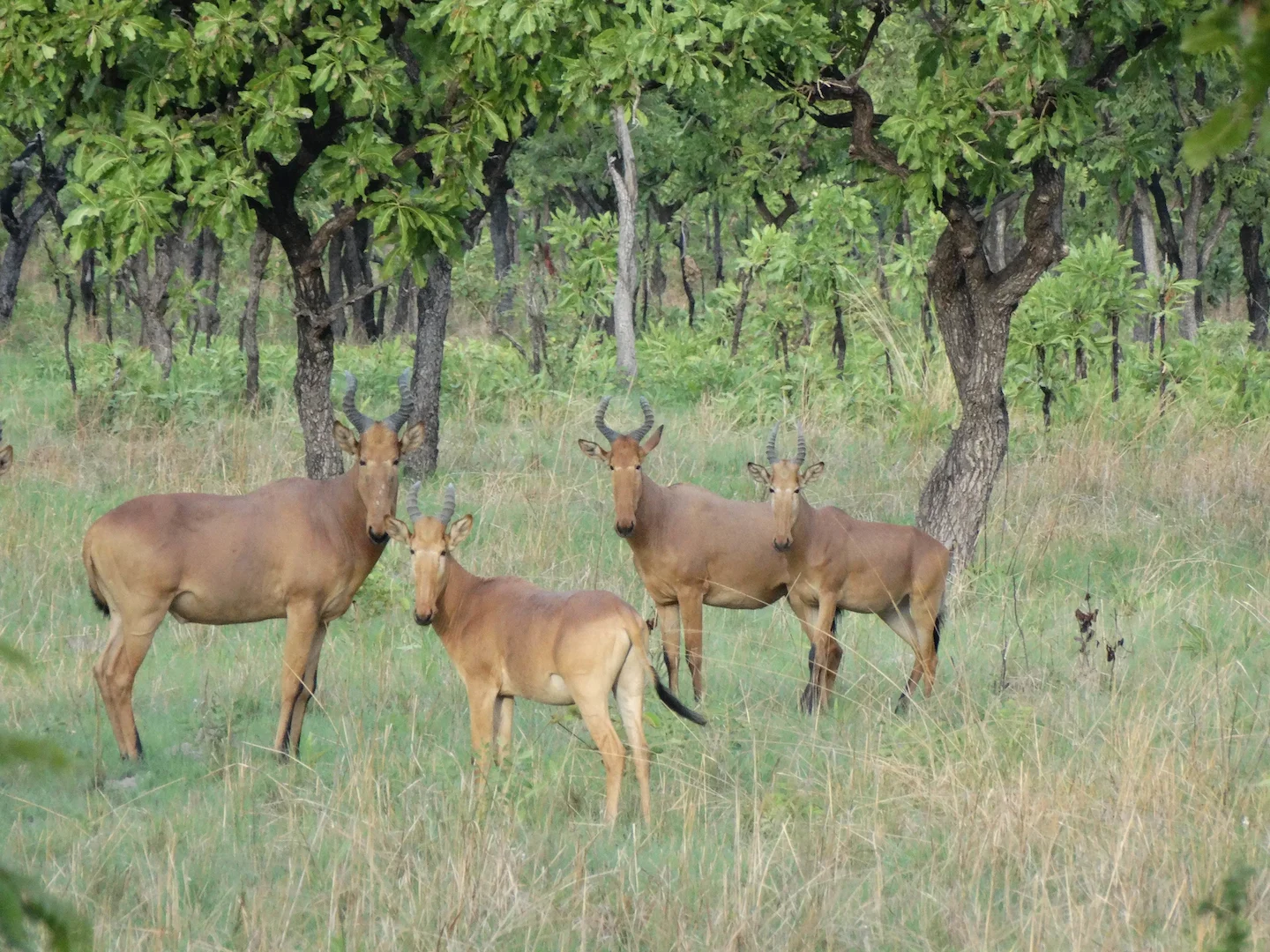 Hunting in Borgou: Clubs, Communities and Laws. A Thrilling Adventure in Benin’s Heartland (PART 2)