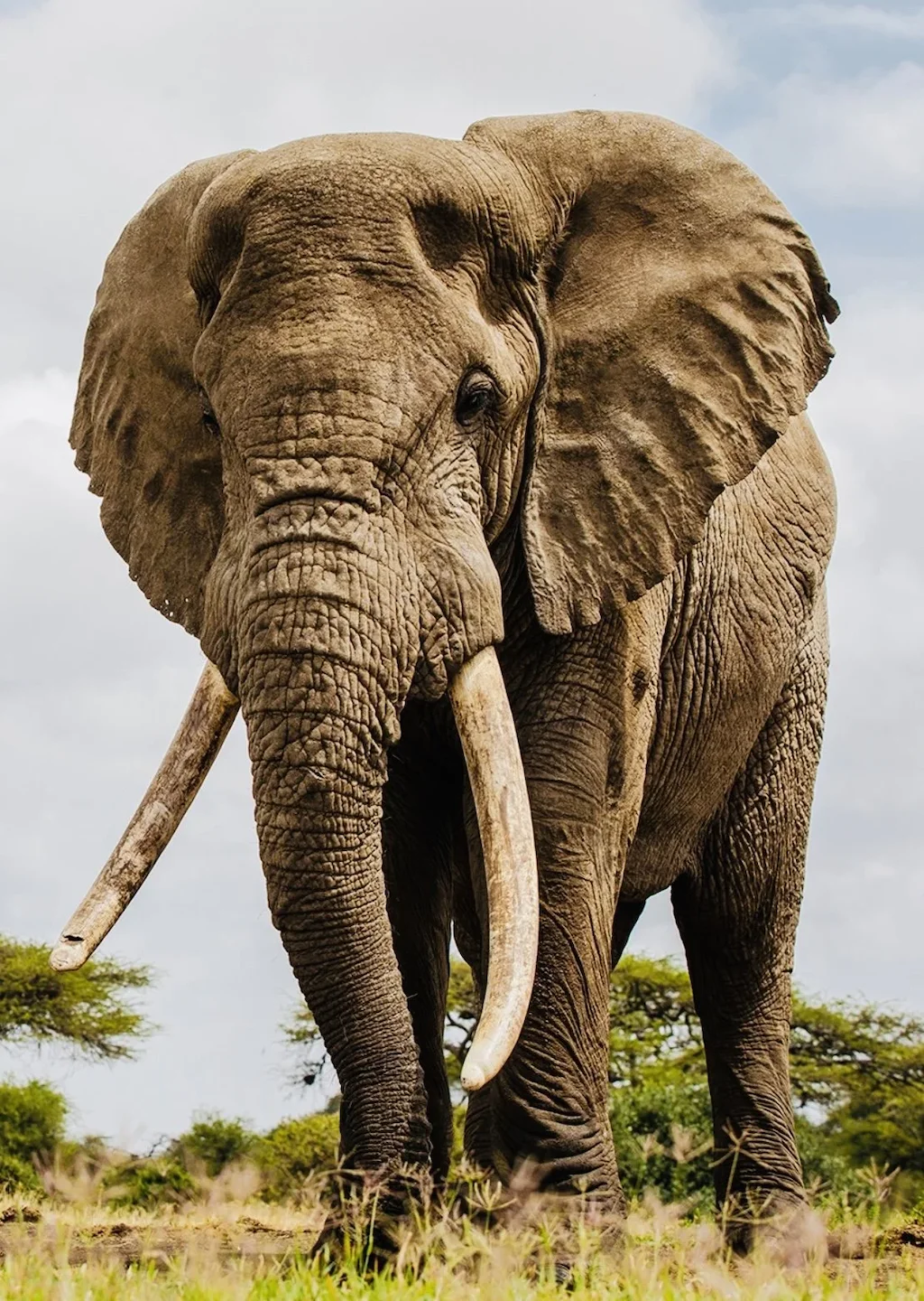 Elephant Hunting in Botswana: A Hunter's Guide