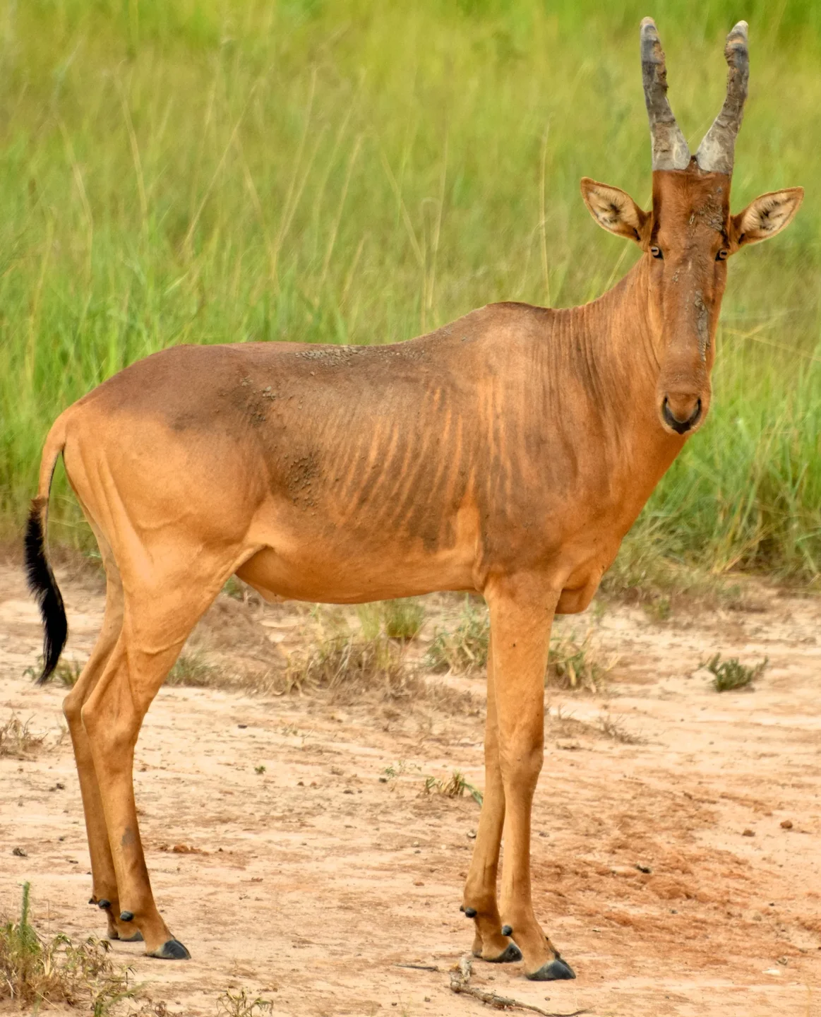 Hartebees (Bontebok)