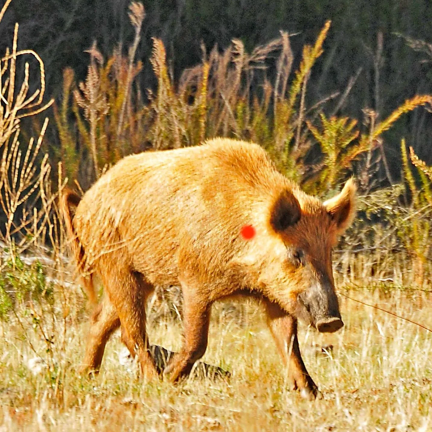 Pig Hunters Fined $52,000 After Posting Animal Cruelty Videos Online