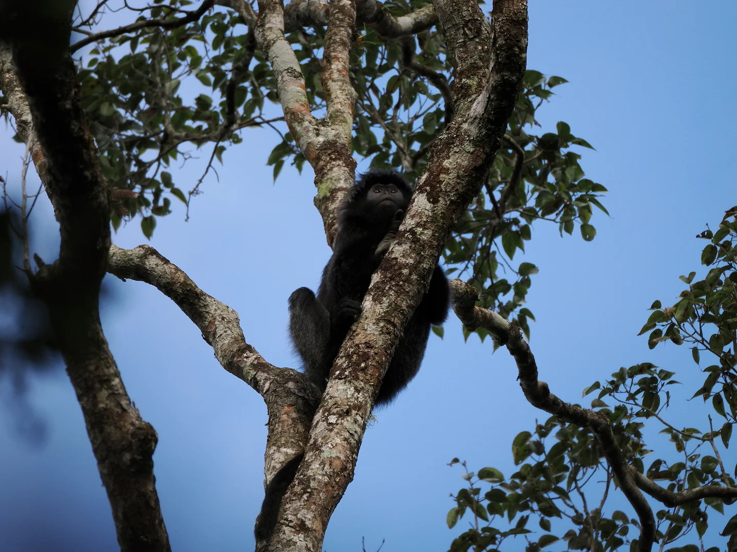 Photo of Wes-Java-langour (Trachypithecus mauritius)