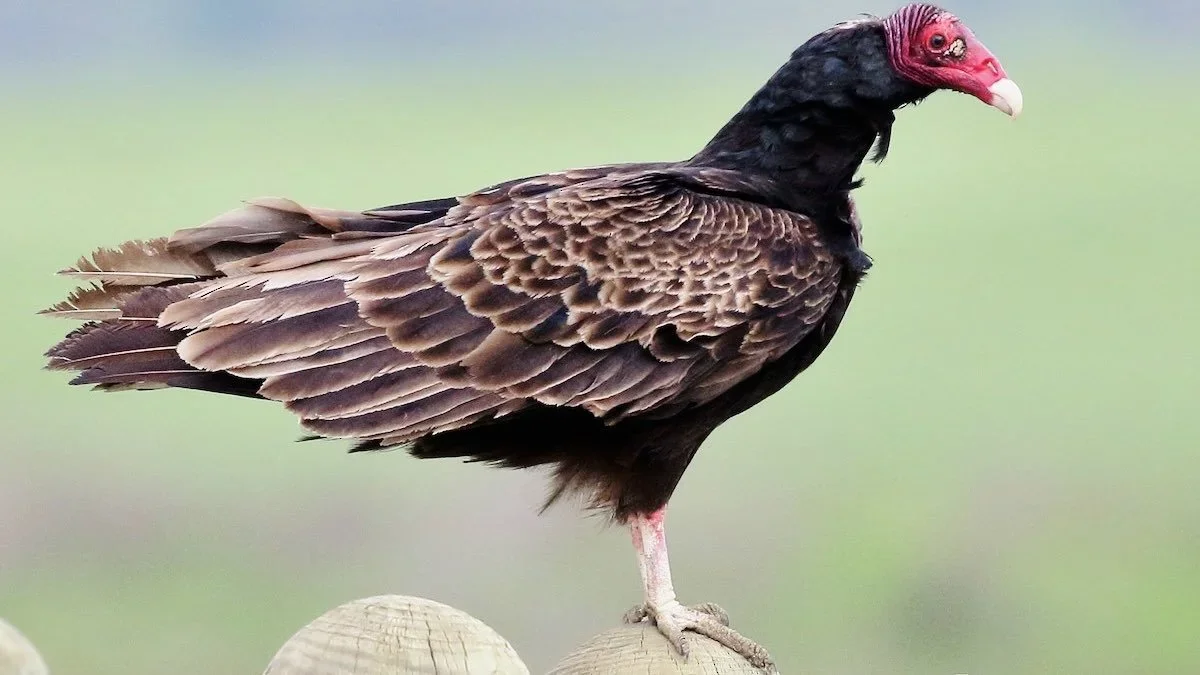Nacen nuevas aves en el Monumento Natural La Portada: un hito para la fauna costera de Antofagasta