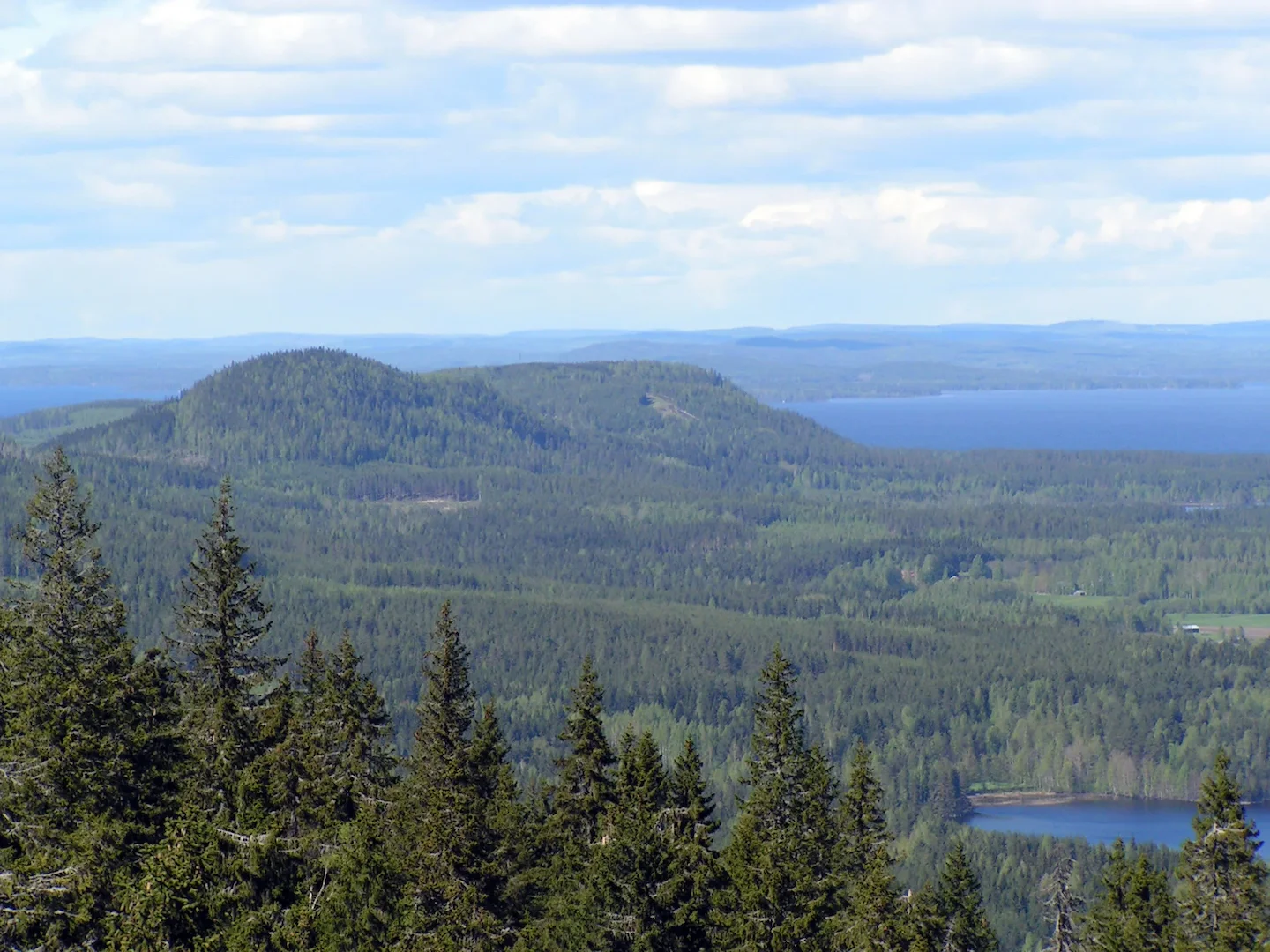 North Karelia Hunting: A Complete Guide to Geography, Laws, Seasons, and Traditions
