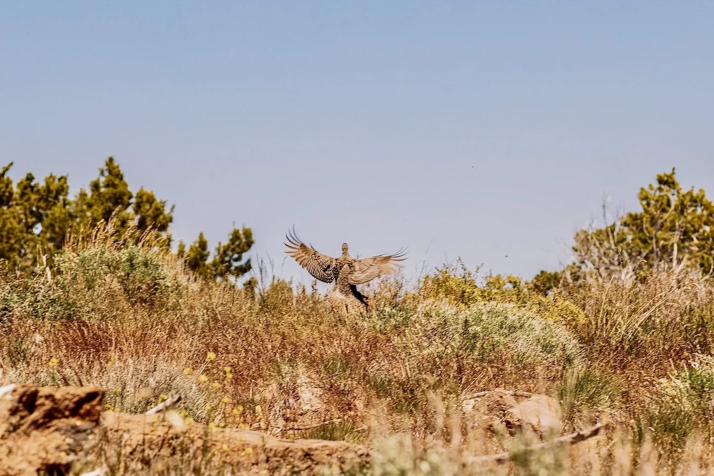 UK Shooting Season 2025-26 Final Report: Regulatory Shifts, Conservation Wins and What Shooters Must Know Now