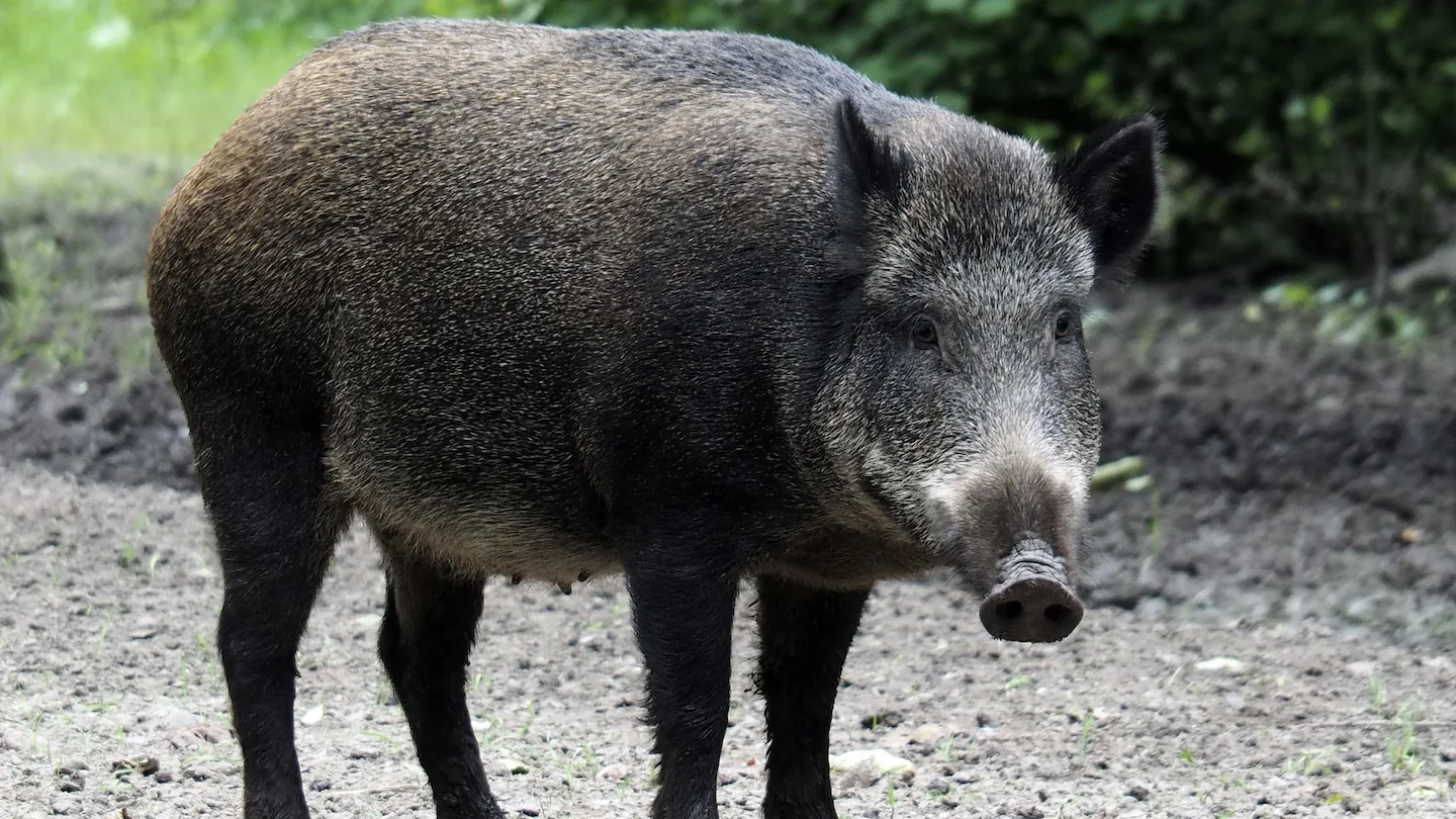 Asturias amplía la temporada de caza del jabalí hasta el 31 de marzo para reforzar la lucha contra la peste porcina afri…