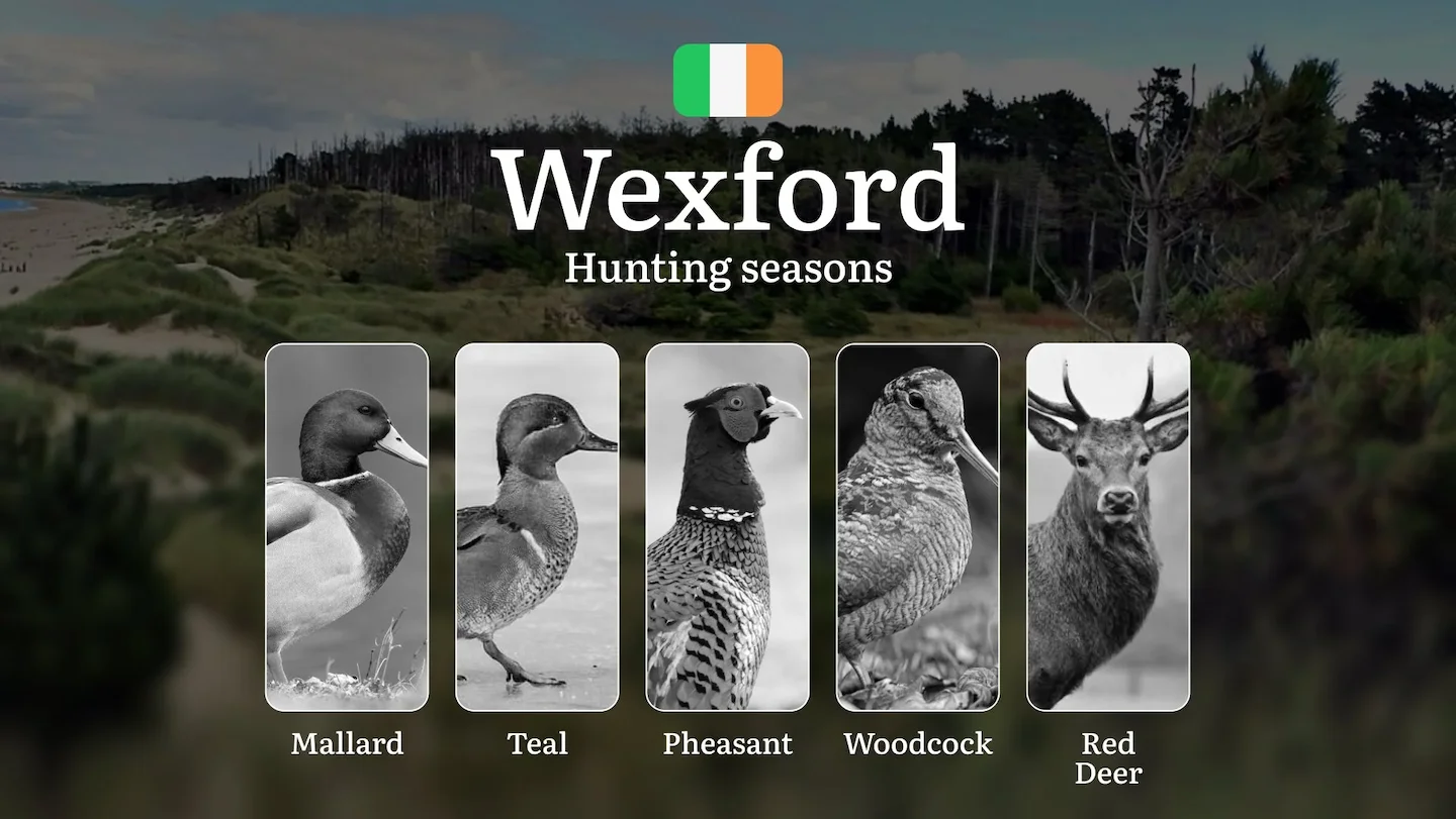 WEXFORD Hunting Calendar: When the Slaney Valley Calls - Pheasant, Duck and Coastal Game Pursuits