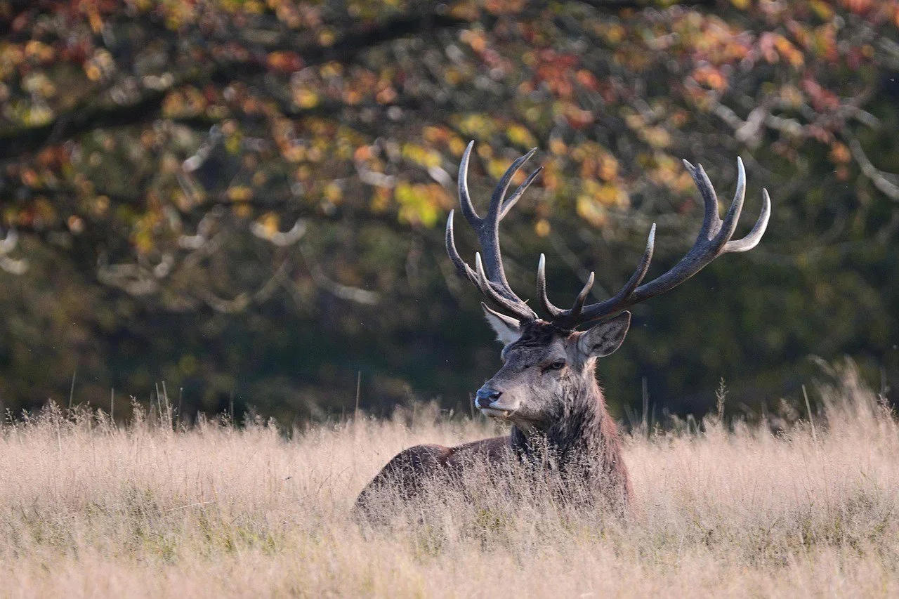 LA CHASSE DANS LA RÉGION DE QUÉBEC: DÉMOGRAPHIE DES CHASSEURS, TYPES DE CHASSE TRADITIONNELS ET RÉGLEMENTATIONS LOCALES