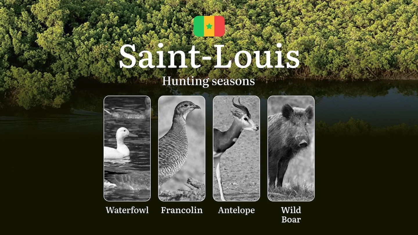 Hunting Timing in Senegal: Seasons, Natural Features of the SAINT-LOUIS Region, Licenses, Tips and Tactics for Hunters