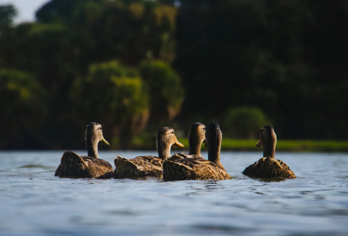 Ranger Thurgau 2026: Mehr Kontrollen im Wasservogelreservat