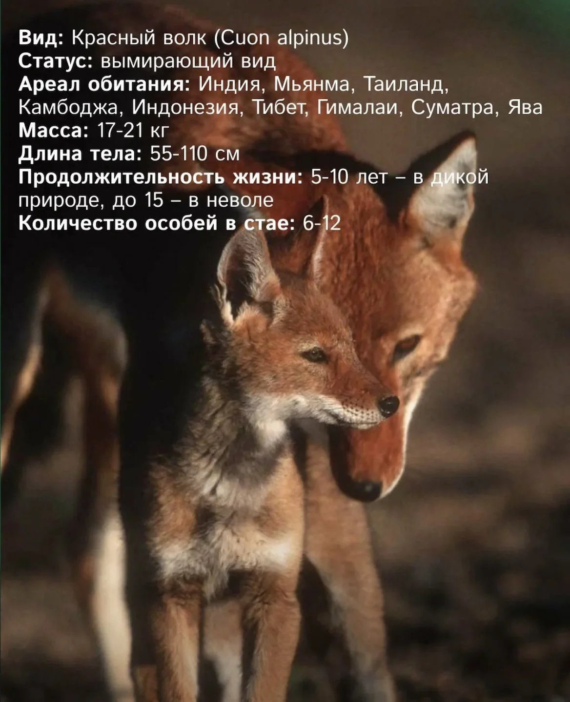 Красный волк - наиболее редкий вид волков, занесенный в Международную Красную