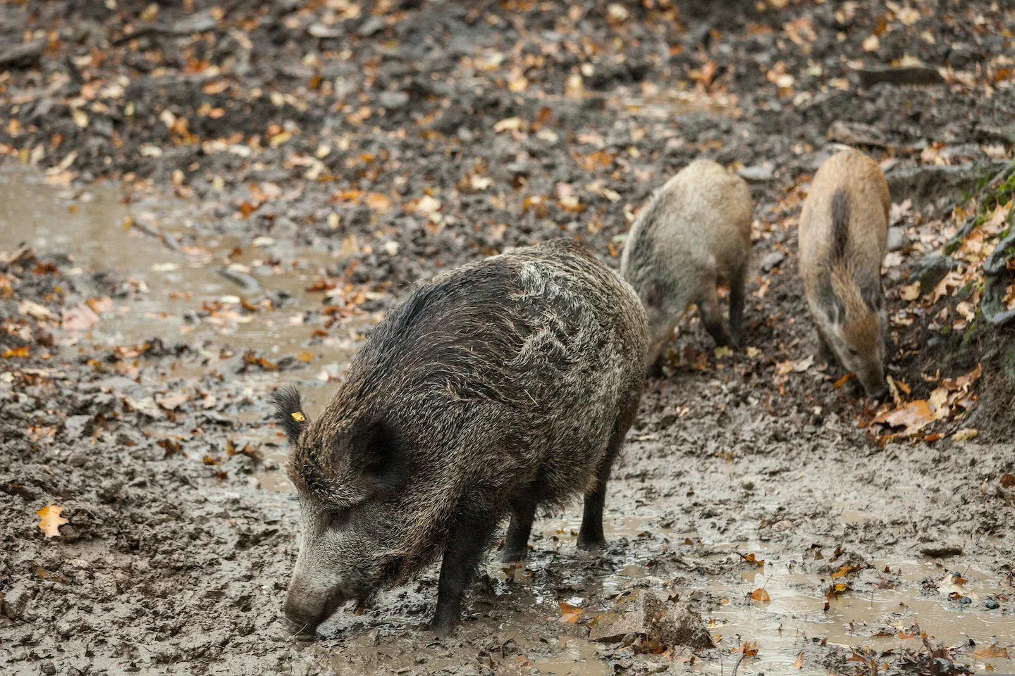 Wild boar hunting in the Sousse Valley (Morocco): A guide for hunters