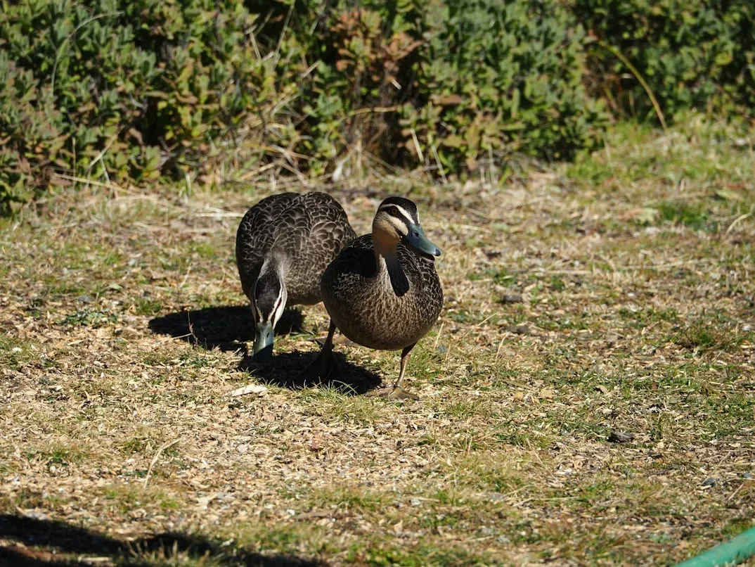 South Australia 2026 Duck & Quail Hunting Season Dates, Bag Limits and Rules Confirmed