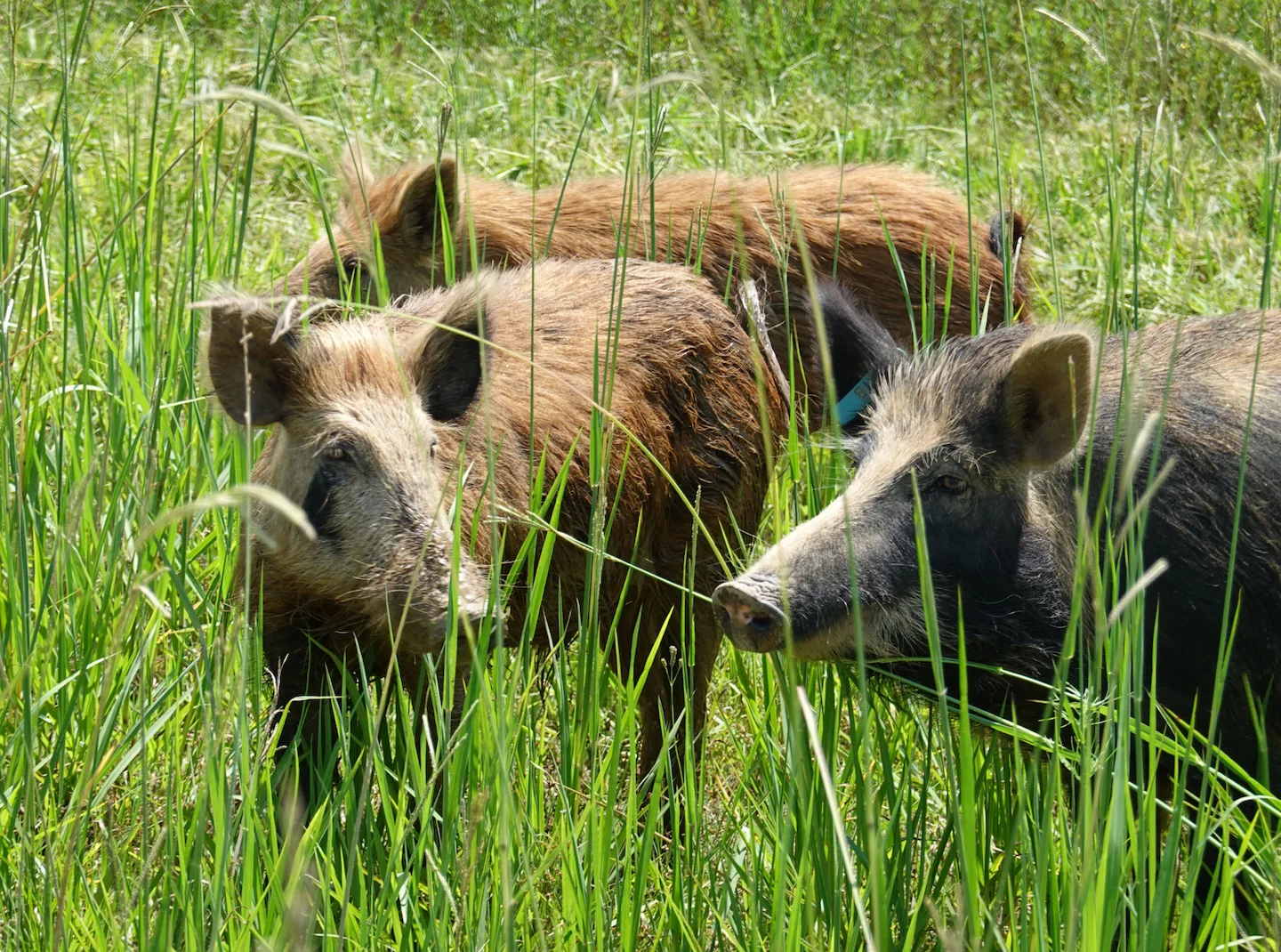 🐗 Oklahoma Feral Hog Hunting Laws 2026: Thermal Scopes, Licenses & Legal Tactics