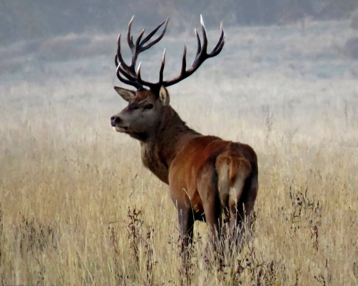 Jagd im Bezirk March (Kanton Schwyz), Schweiz: Jagdgesetze, Jagdstrategien, Wildarten, Jagdsaisons, Verbände, Vorschrift…