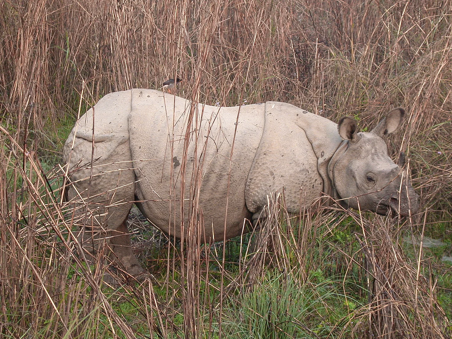 Photo of Indiese neushoring (Rhinoceros unicornis)