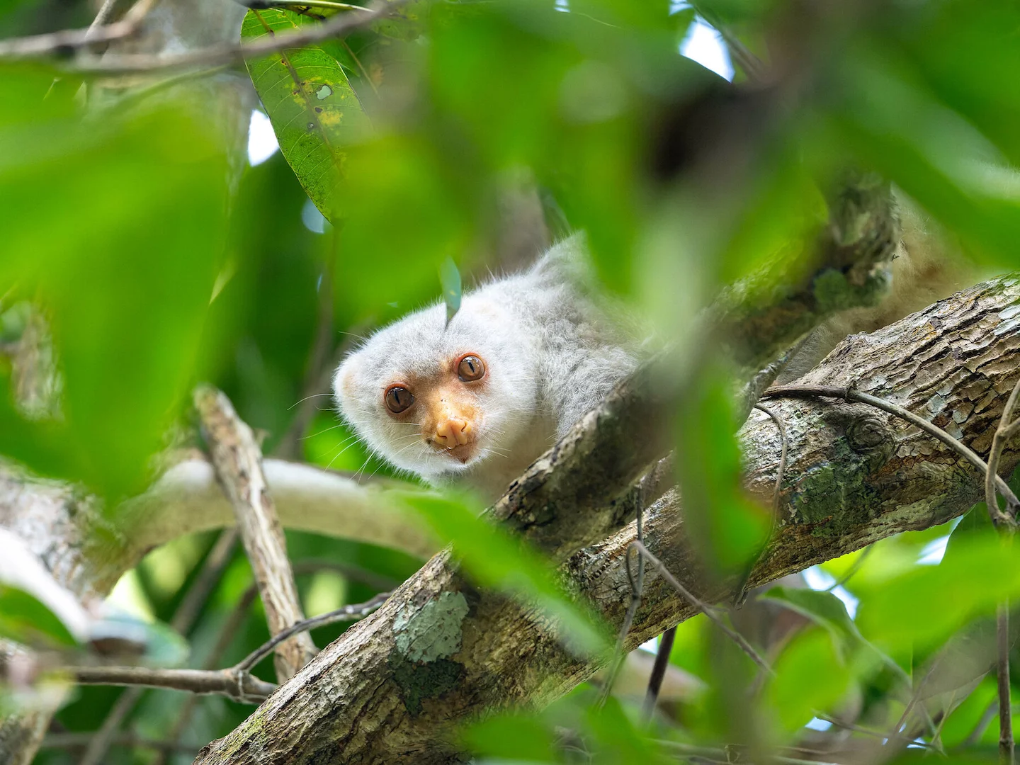 Photo of Australiese gevlekte koeskoes (Spilocuscus nudicaudatus)
