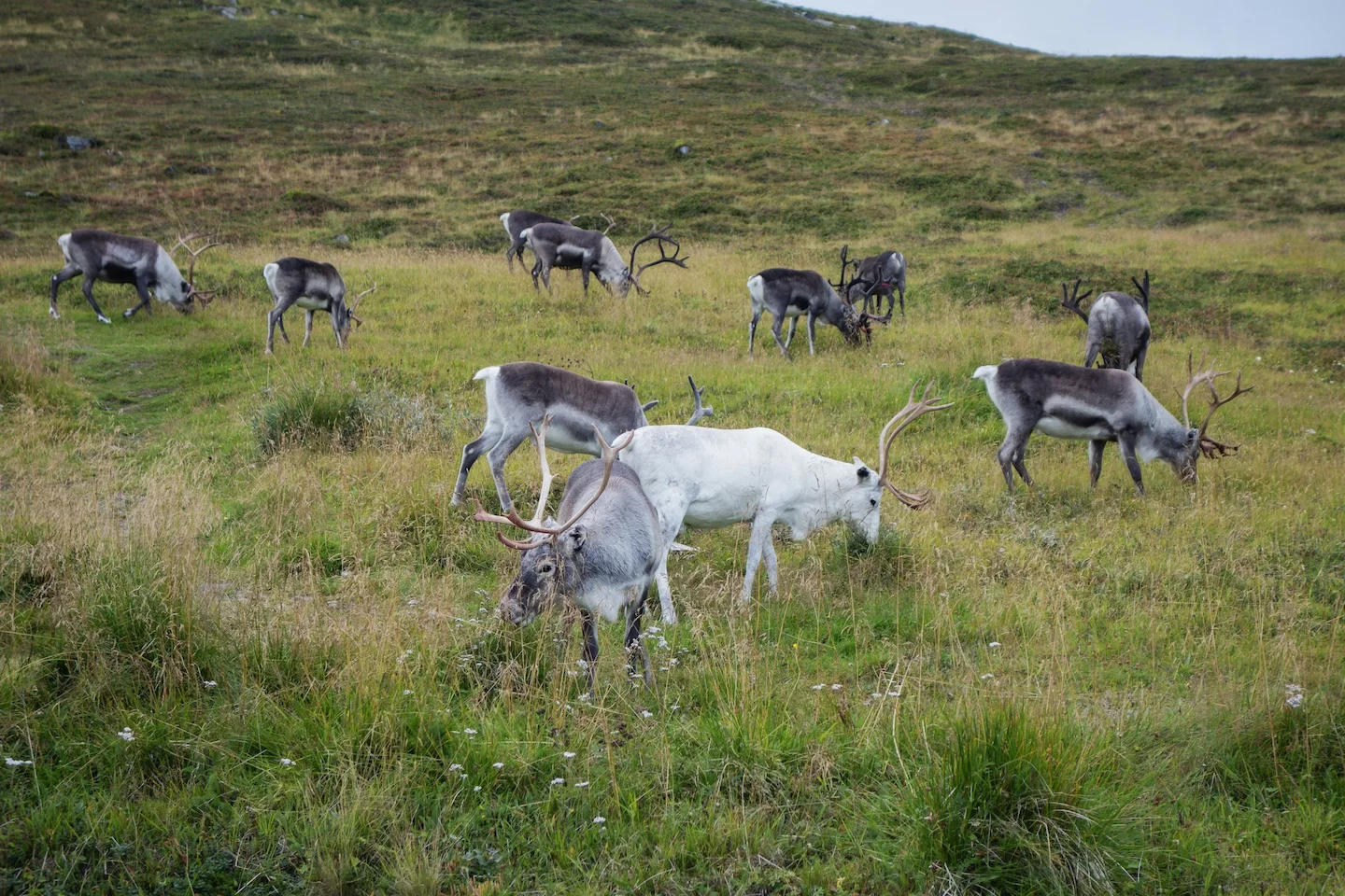 Le troupeau de caribous migrateurs de la rivière aux Feuilles, au Nunavik, connaît une chute dramatique de sa population…