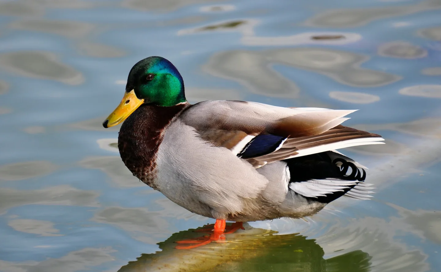 Southland Duck Hunting Rules 2026: Farmers Push for Stricter Controls