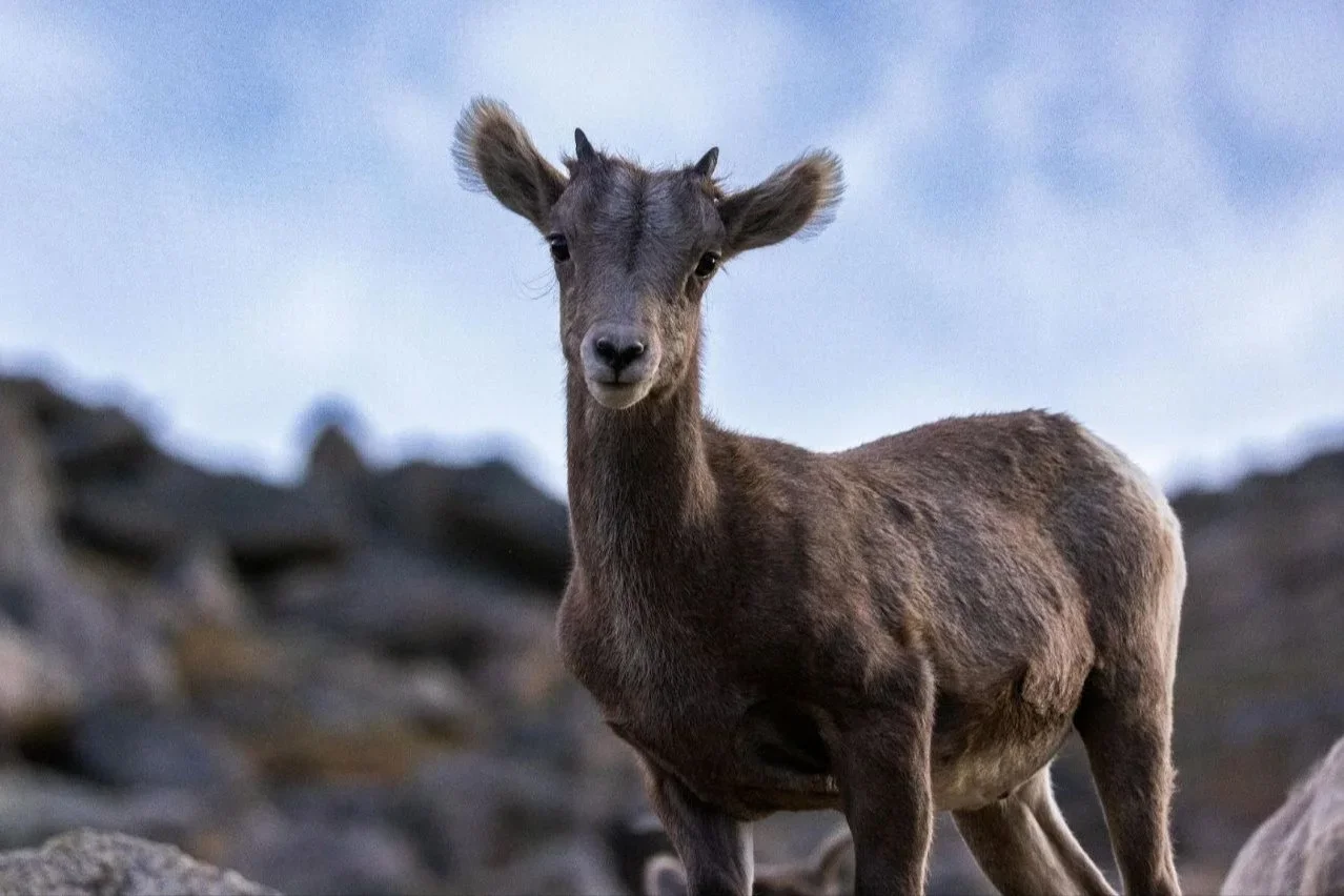 Multa millonaria por caza furtiva: tres hombres deberán pagar $6 millones por matar y faenar un guanaco en el Parque Nac…