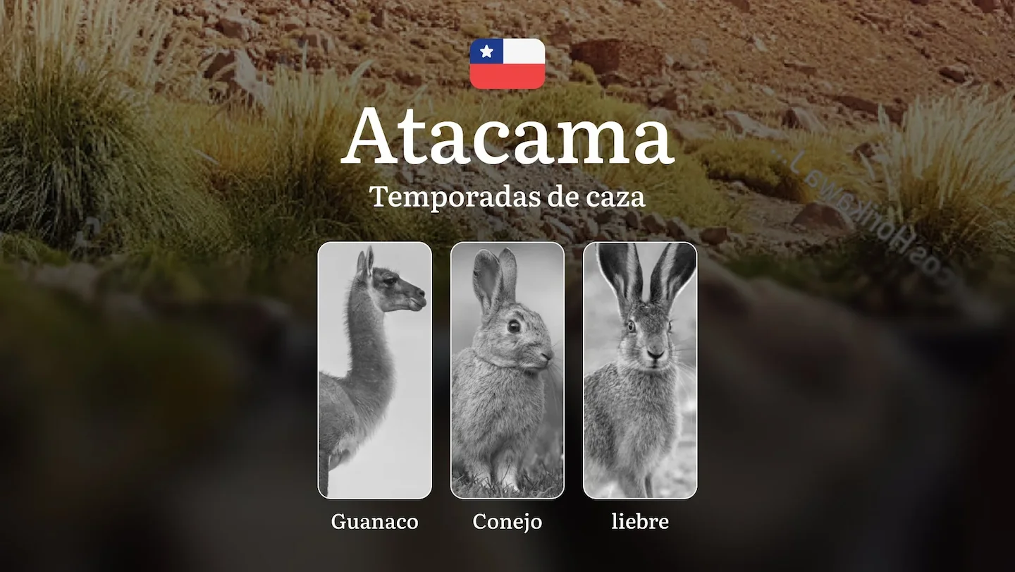 Atacama, Chile: temporadas de caza en la región, normativa y fechas clave para la caza, permisos, reglas y mejores época…