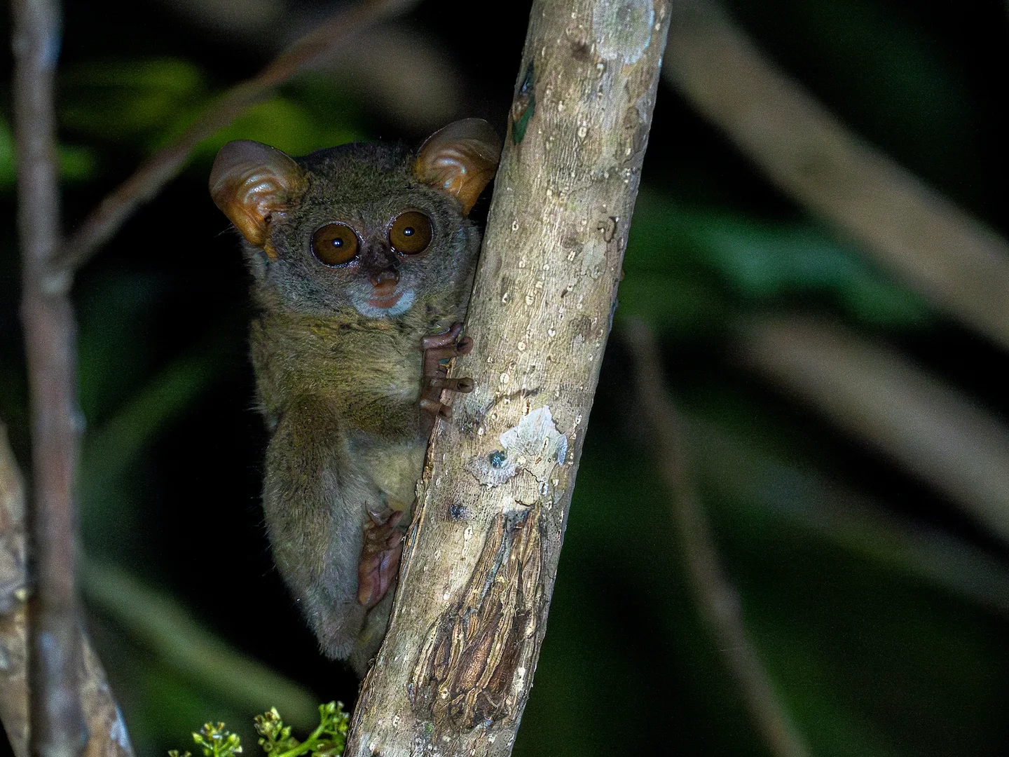 Photo of Spektrale tarsier (Tarsius tarsier)
