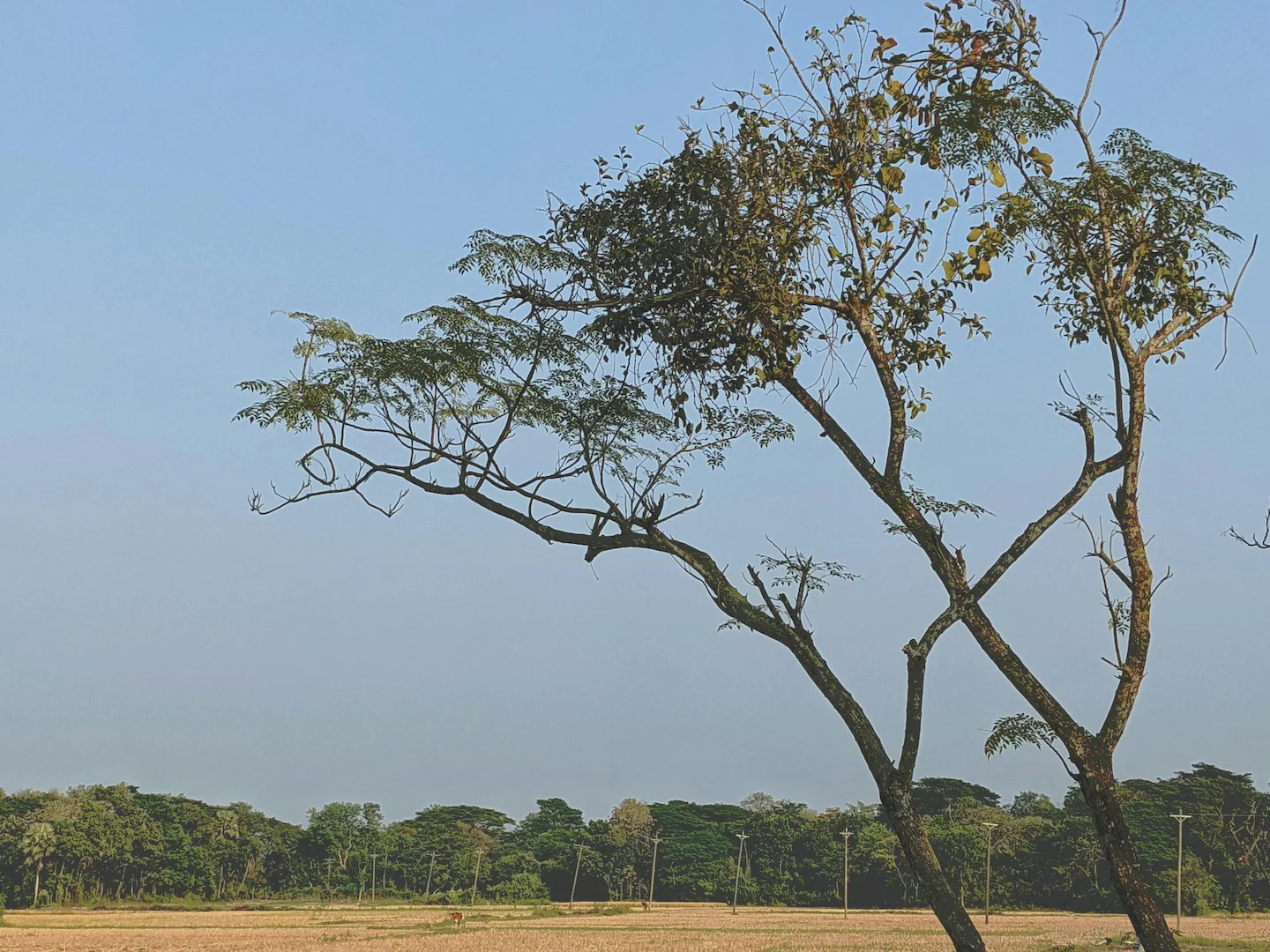 Hunting in Lunda Norte, Angola: Geographical Specifics, Wildlife, Types of Hunting, Rules, Seasons and Unique Customs