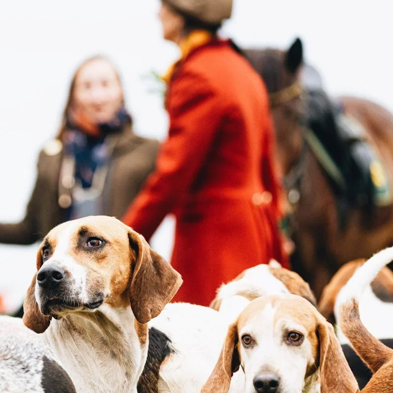 Fox Hunting in the UK: Two Decades After the Ban, the Battle for Tradition Still Burns