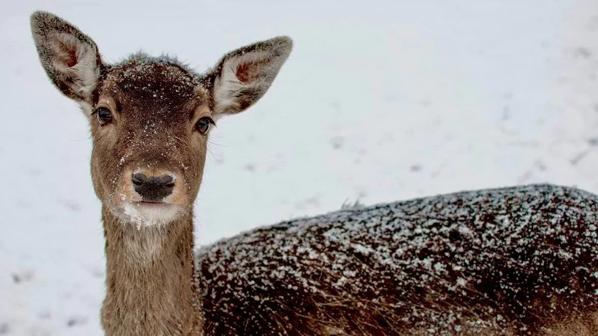 Kalmar County Approves Protective Hunting of Roe Deer and Fallow Deer on Church Cemeteries