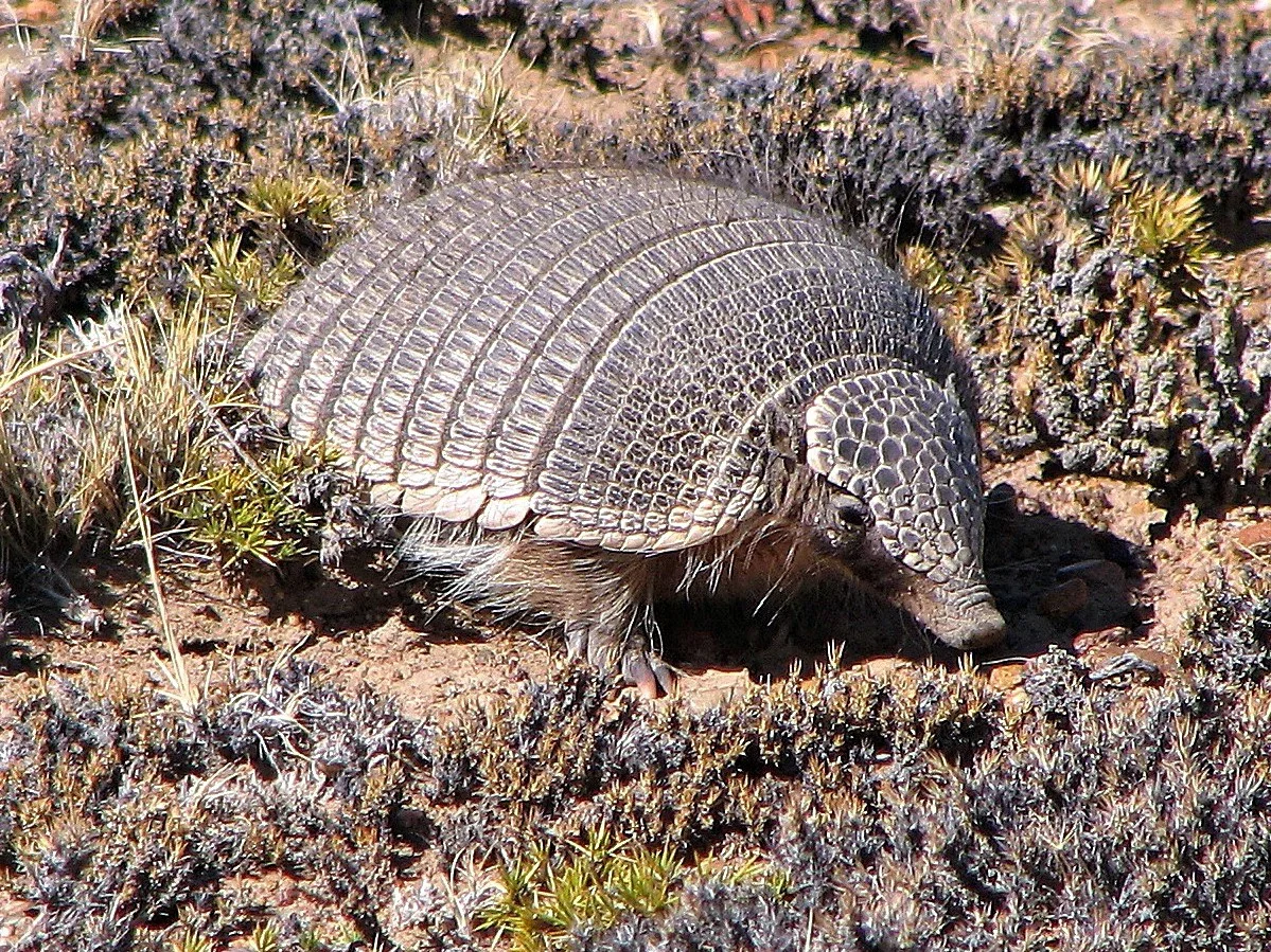 Pichi (Hairy armadillo)