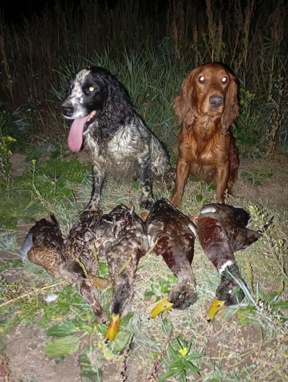 The spaniels made a little noise :)