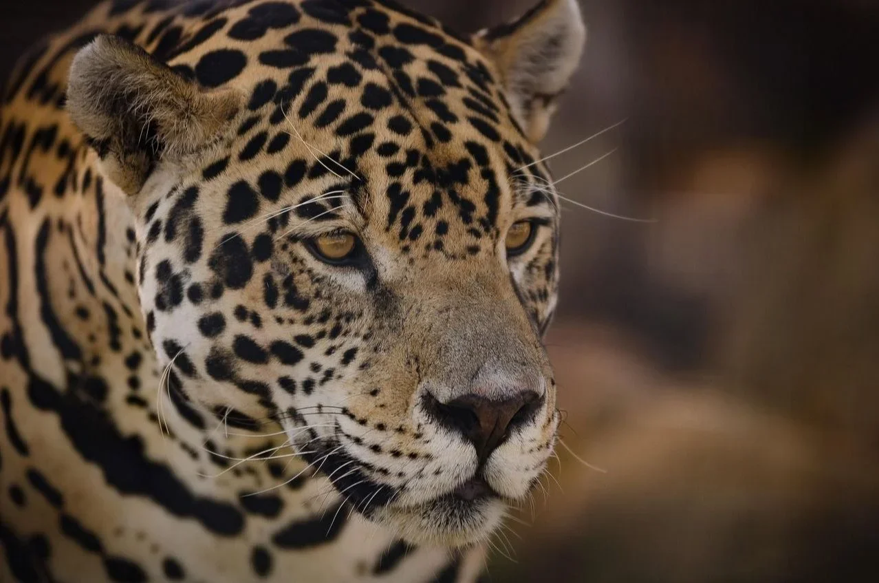 Alerta por Caza Furtiva en el Parque Nacional Iberá: Reducción de Guardaparques y Cierre de Accesos Facilitan la Activid…