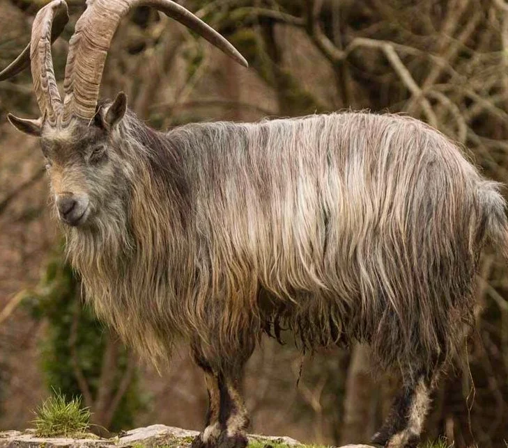 Old Irish Goat Faces Extinction as Trophy Hunters Target Ireland’s Rarest Wild Breed