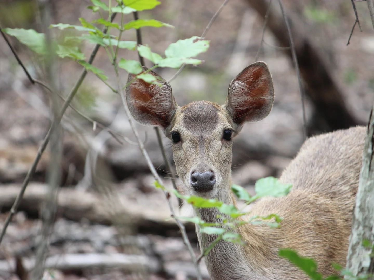 Photo of Java-hert (Rusa timorensis)