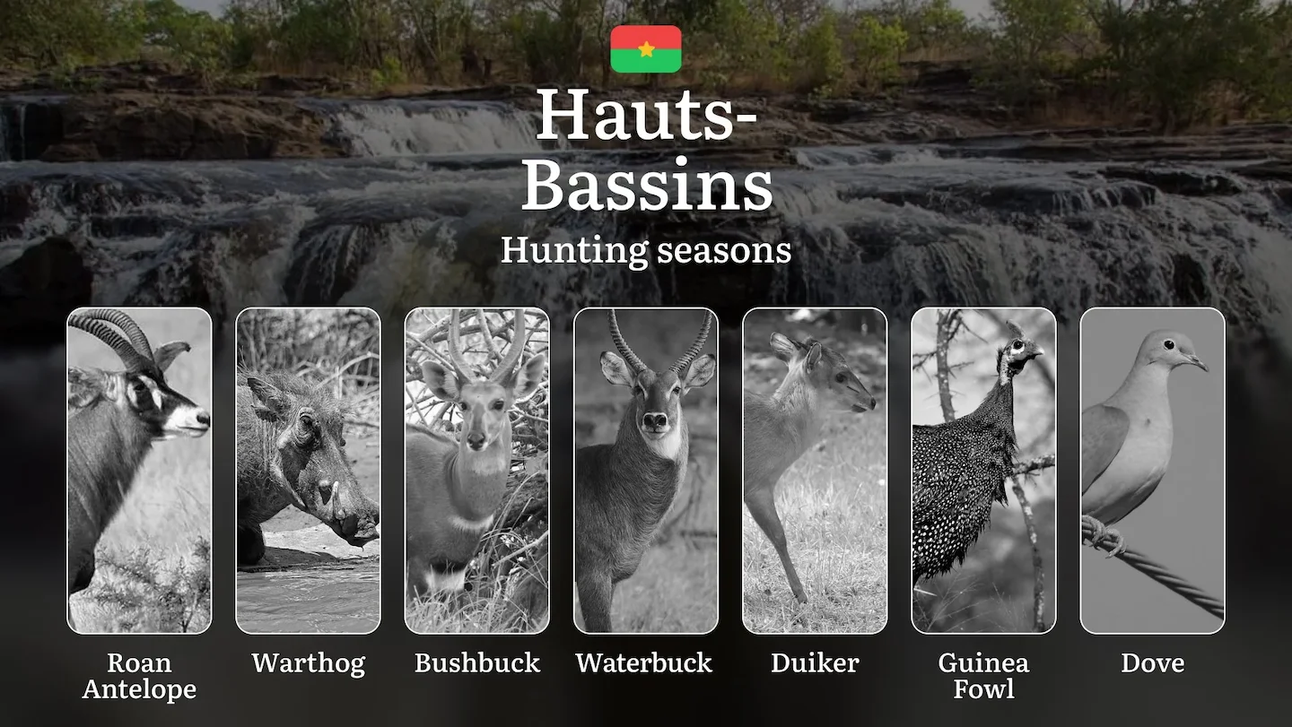 Hunting Seasons in HAUTS-BASSINS: Official Opening/Closing Dates, Required Permits, Wildlife Behavior, General Rules and…