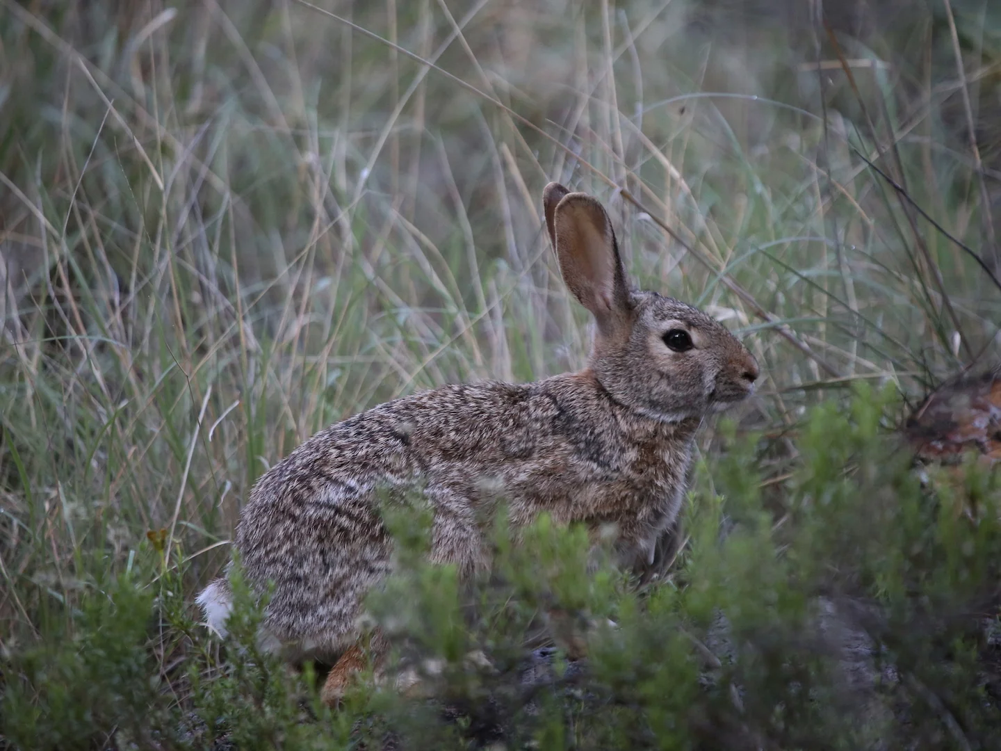 Photo of Robuuste katoenstertkonyn (Sylvilagus robustus)