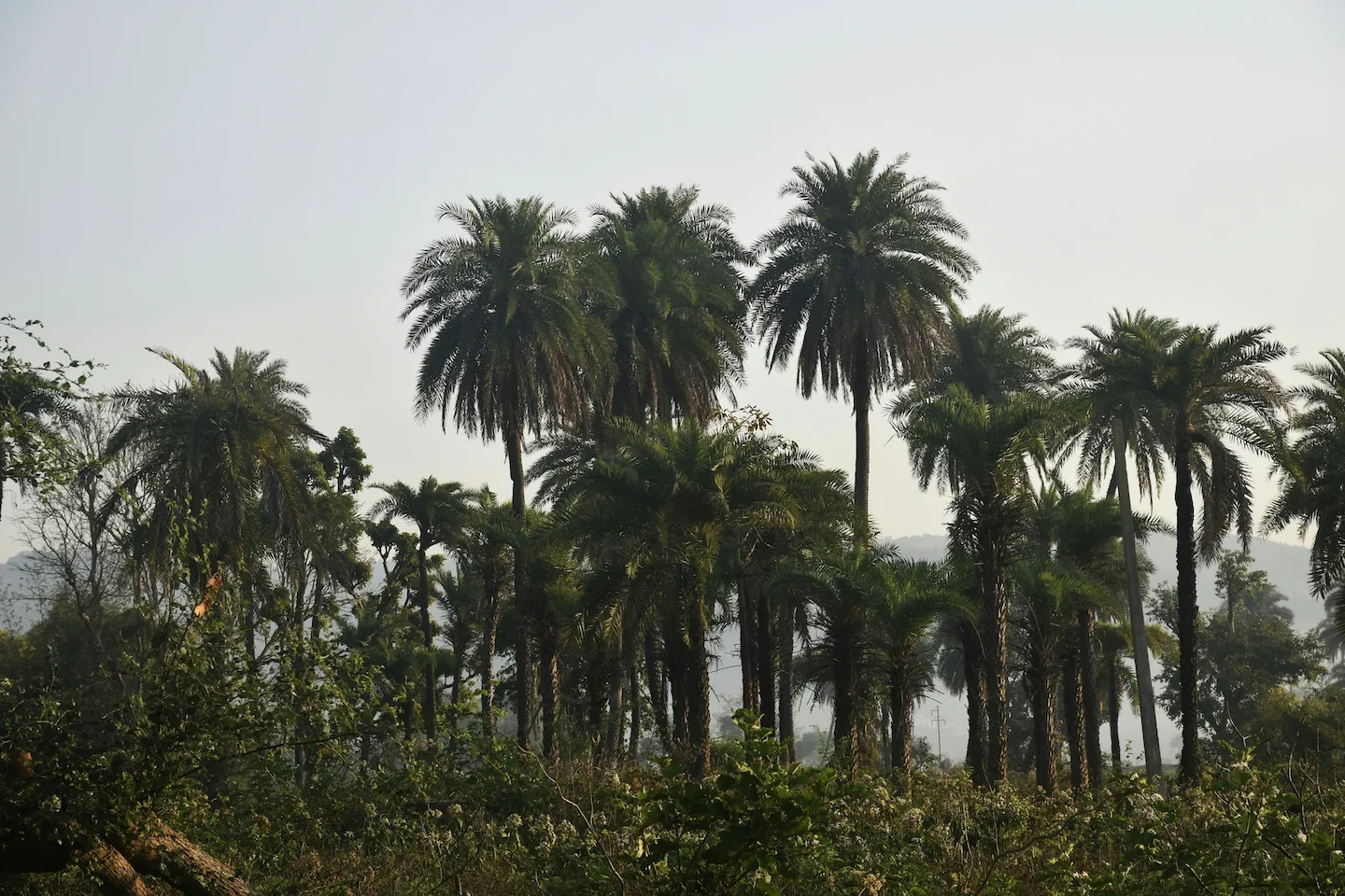 Explore Tambacounda’s Hunting Scene: Laws, Legislation and Geography