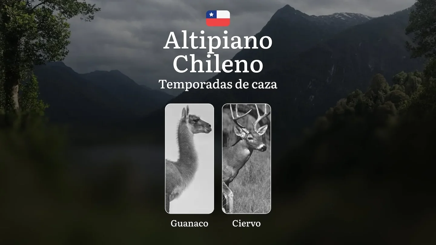 Temporadas de caza en Chile, el Altiplano Chileno: Actividad estacional, Prohibiciones y límites, Licencias y documentos…
