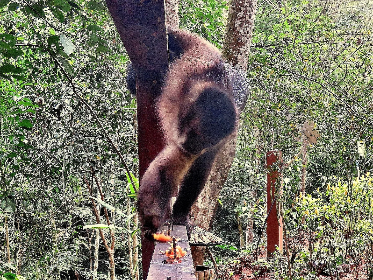 Photo of Swart kapusien (Sapajus nigritus)