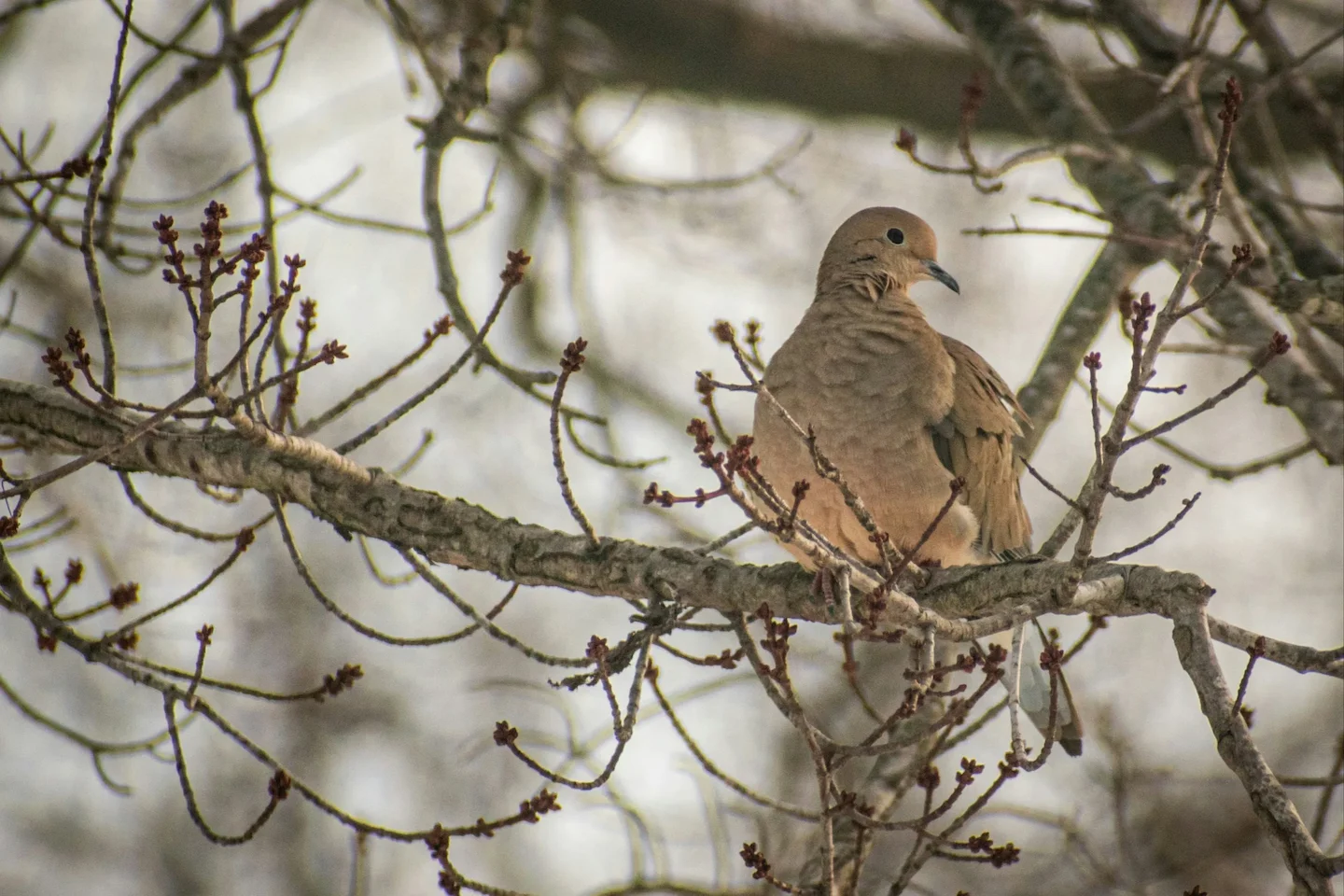 Le Canada envisage d'autoriser la chasse à la tourterelle triste et au cygne siffleur dans les Prairies