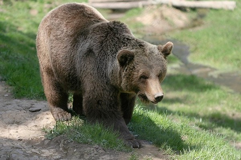 🐻 Трагедия в Тегульдетской тайге: медведица растерзала охотника в Томской области