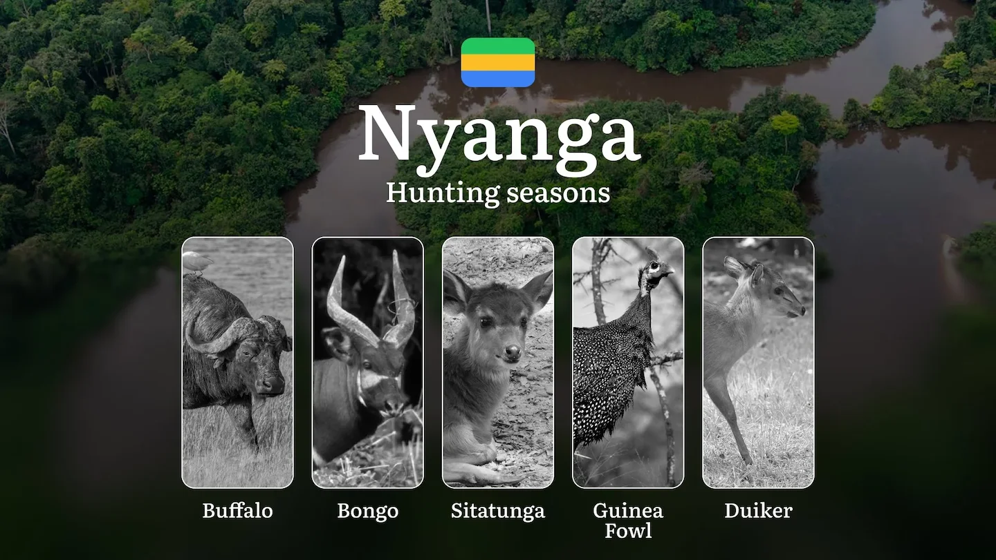 Hunting Seasons in NYANGA: Key Periods, Game Behavior, Seasonal Restrictions, Protected Species, General Regulations, an…